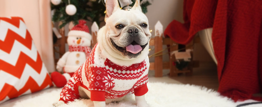 Do Dogs Feel the Cold