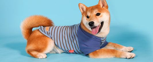 Why Does My Dog Lie On My Clothes